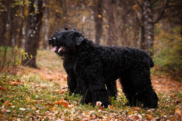 Two big black dogs stand synchronously