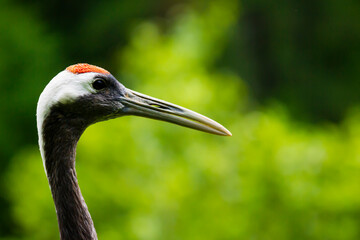 Portrait of a red-crowned crane. Symbol of luck, longevity and fidelity, is one of the rarest crane in the world
