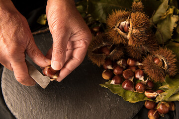 Close-up of human hands cutting chestnuts with knife above gray table, with many chestnuts, urchin and plants around