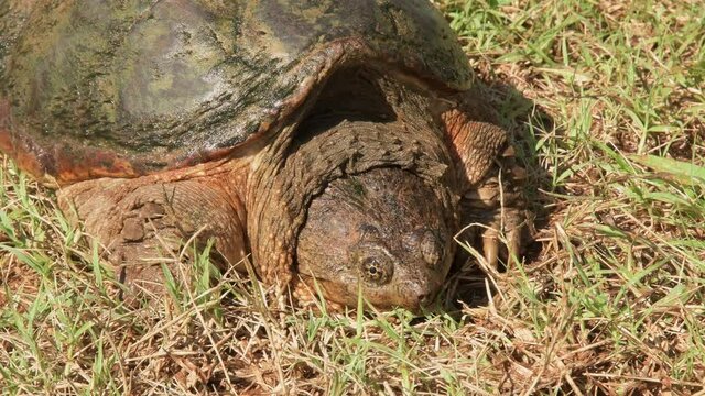 Closeup of the face of a Common Snapping Turtle that has stopped in grass on a hot summer day on its way to nearest water source