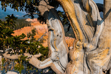 Fototapeta na wymiar Bristlecone Pine Tree and The Red Rock Spires of The Amphitheater at Spectra Point, Cedar Breaks National Monument, Utah, USA