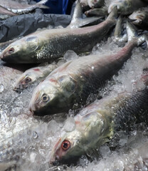 Traditional famous hilsa fish market in Chandpur.
