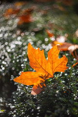 Autumn background. A yellow autumn leaf (leaf Platanus) lies on a green boxwood Bush (Buxus) in the sunlight. Beautiful bokeh in the background.