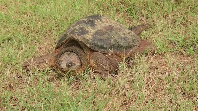 Common Snapping Turtle in grass on its way to nearest body of water