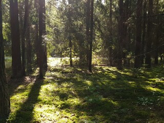 Obraz premium trees in forest