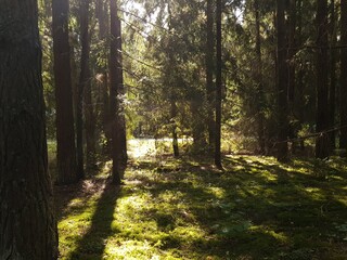 Obraz premium trees in forest