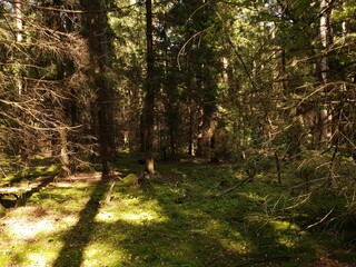 Naklejka premium autumn in the park