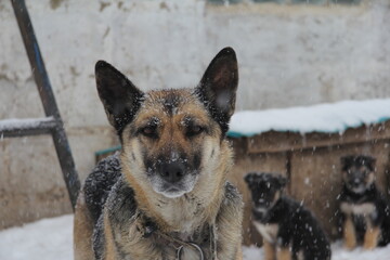 german shepherd dog