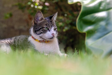 Obraz premium An elegant tabby cat hidden among the plants in the garden. Animal world. Pet lover. Cat lover. American wirehair