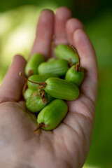 Handful of Hardy Kiwi fruit