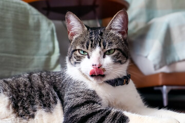 Naklejka na ściany i meble A tabby male cat showing its tongue. Pet lover. Animal life. Cat lover. American wirehair.