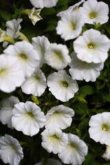 Bright white petunia flowers in summer