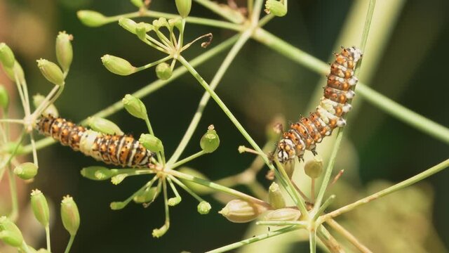 Eastern Black Swallowtail butterfly caterpillars on dill, their host plant