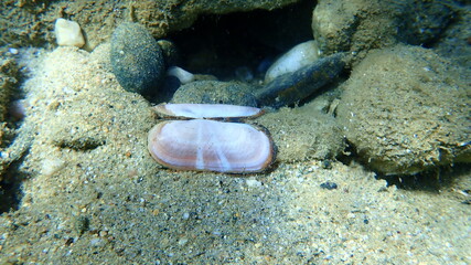 Seashell of a bivalve mollusc rosy razor clam (Solecurtus strigilatus) eaten by octopus on sea bottom, Aegean Sea, Greece, Halkidiki © Alexey