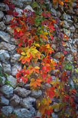 Autumn background. Red, green and yellow leaves of wild grapes on a stone wall.