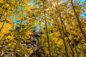 Naklejka na ściany i meble Yellow Quaking Aspen Trees Near Piles of Rhyolitic Tuff Boulders,Alpine Pond Trail,Cedar Breaks National Monument,Utah,USA
