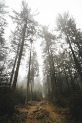 Fototapeta premium thick fog on a path in the dark autumn forest