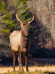 Proud Spike Elk 