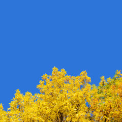 Fototapeta premium Treetops with yellow foliage against clear blue sky. Square orientation. Autumn concept.
