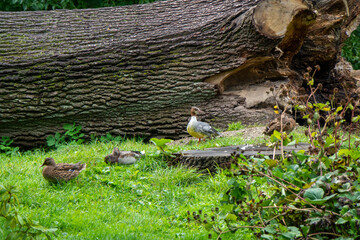 Enten sitzen bei einem Teich