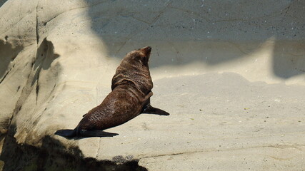 Fur seal lying and relaxing on warm rocks in the sun, at Maori Bay beach, near Muriwai, Auckland, New Zealand