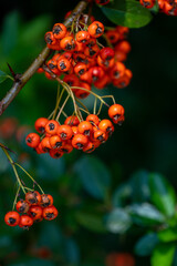 Rote Beeren auf Ast mit dunklem Hintergrund