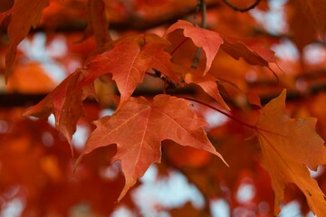 Closeup of maple leaves turning a vivid red in Autumn