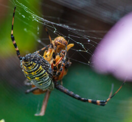 Garden Spider and Dew