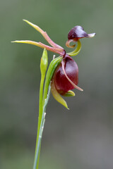 Flying Duck Orchid in flower