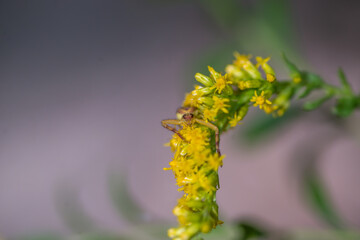 Yellow Crab Spider On A Golden Rod 1