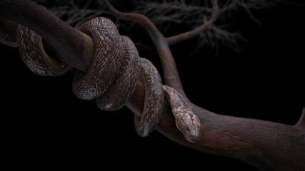 King cobra snake coil on big tree back view 4K resolution with 3d rendering.