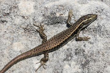 Eastern Water Skink basking on sandstone rock