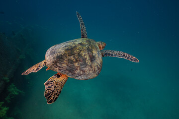 Sea turtle resting in a shipwreck Espiritu santo National Park, Baja California Sur,Mexico. - 381020778