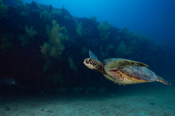 Sea turtle resting in a shipwreck Espiritu santo National Park, Baja California Sur,Mexico. - 381020779