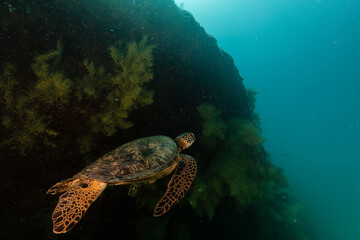 Sea turtle resting in a shipwreck Espiritu santo National Park, Baja California Sur,Mexico. - 381020796