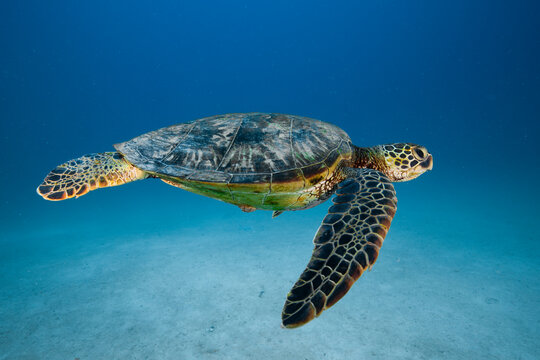 Sea turtle resting in a shipwreck Espiritu santo National Park, Baja California Sur,Mexico.