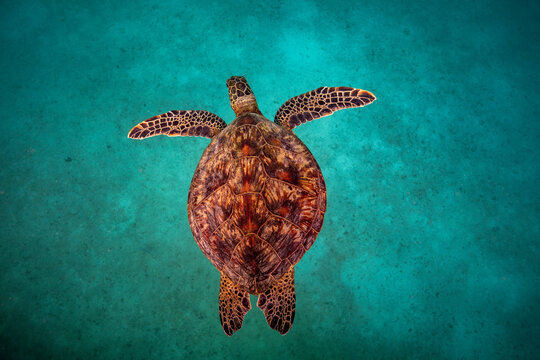 Sea turtle resting in a shipwreck Espiritu santo National Park, Baja California Sur,Mexico.