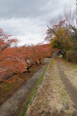 Fototapeta na wymiar 石垣の上からみえる紅葉した並木道