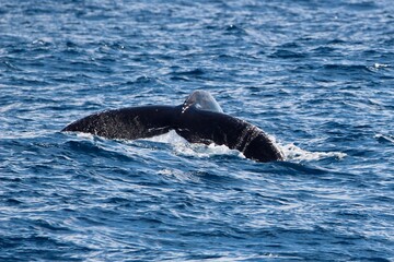 Humpback whale tail, Megaptera novaeangliae, Gold Coast, Australia