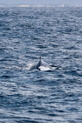 Fototapeta premium Back of the Humpback, Megaptera novaeangliae, Gold Coast, Australia.