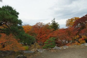 Obraz premium 紅葉の公園