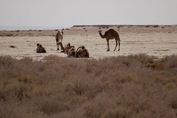 Fototapeta na wymiar camels in desert