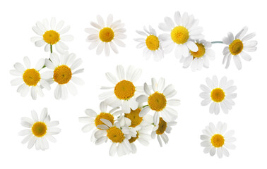 Set of beautiful chamomile flowers on white background