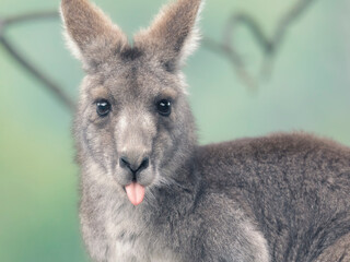 Eastern grey kangaroo (Macropus giganteus) with tongue sticking out/blowing a raspberry
