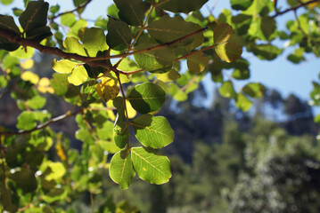 Carob branchs and leaves