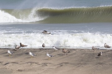 Seagulls on the beach in Japan while there is a large storm in the ocean, so big waves can be seen breaking as well. The area is close to Tokyo & is called Hebara Beach in Katsuura, Chiba.