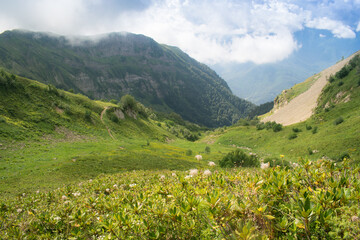 Naklejka na ściany i meble Beautiful sunny alpine meadows and mountains, landscape