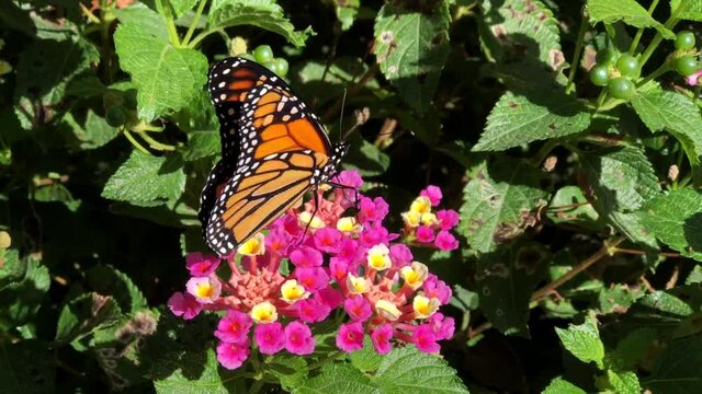 4K HD video Monarch Butterfly on pink and yellow lantana flowers, flapping wings in the wind. Loop able footage.
