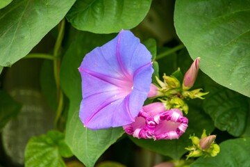 散歩道の傍らにそっと咲いているアサガオの花