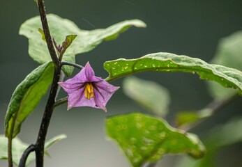 都会の子供たちは見たことないナスの花